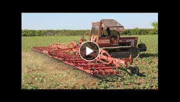 Harrowing beans with a classic Fiat 80-65 crawler tractor and 10.5m Einböck | Steel Tracks at Wo...
