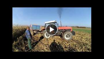 Zetor 12145 / Zetor 12011 Kukorica Aratás / Harvest / Zniwa / Ernte 2017
