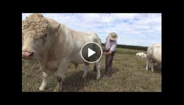 Cockerington Cattle Summer 2018