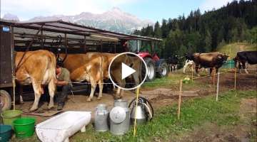 Milking cows in Switzerland
