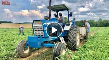 FORD 9600 Tractor Harvesting Watermelons