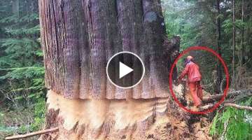 Extreme Dangerous Huge Trees Felling Skill Climbing With Chainsaw Machines Tree Cutting Down Skil...