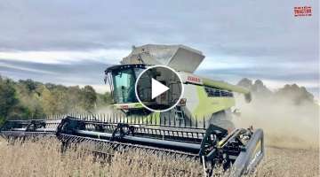 CLAAS 8600 TT Lexion Combine Harvesting Soybeans