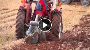MF 135 Tractor pulling Ferguson Disc Plough in Wheat stubble