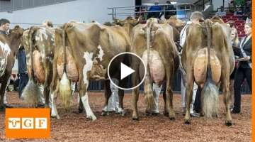 Top 8 Dairy Cattle Breeds İn the World