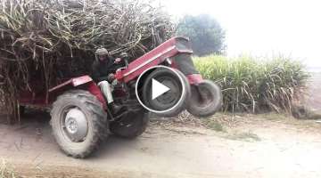 MF 135 & MF 240 tractor Pulling sugarcane loaded Trolley