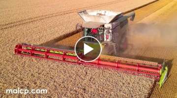 Harvest 2021 - Forrest Farms Ltd's Lexion 8900TT harvesting some very dusty wheat in Suffolk