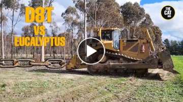 Caterpillar D8 VS eucalyptus